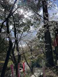 福岡🌸天開稻荷神社⛩️伴櫻花