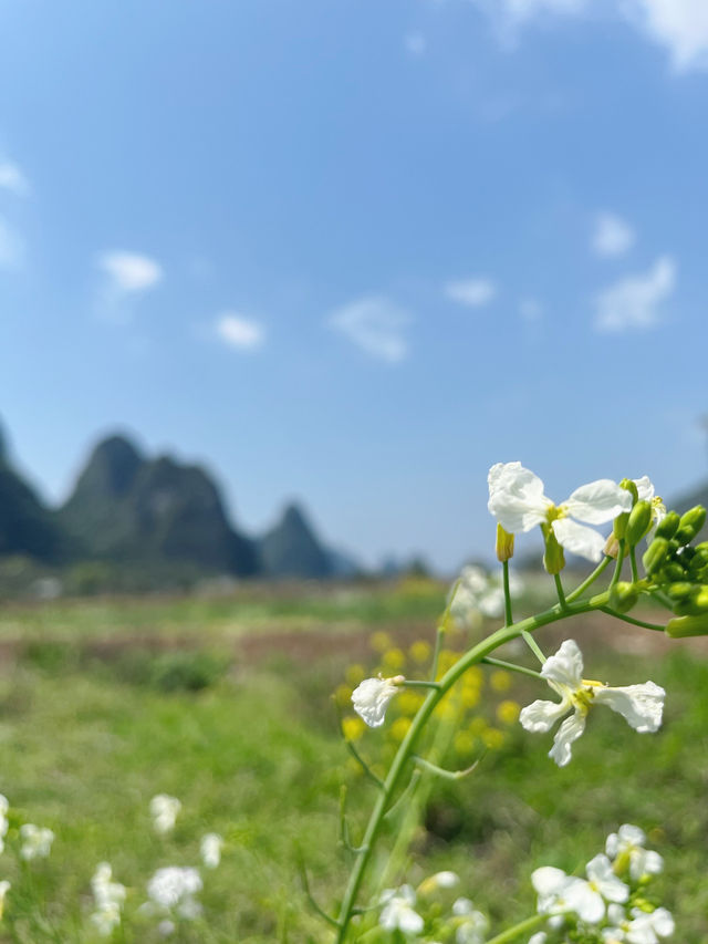 陽朔·白沙鎮