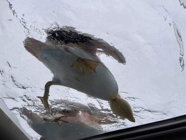 空飛ぶアシカ！？サンシャイン水族館@池袋🦭