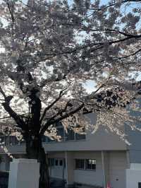 Towada Cherry Blossom Bliss: A Dream of Sakura Snow 🌸❄️