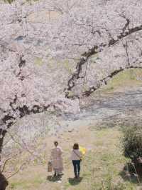Maizuru Park: Where History Meets Blossoms in Fukuoka