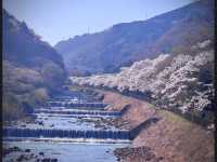Miyaginohayakawa Embankment Sakura | Sendai's Pink Riverside Ode