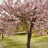 Misa lake Park: Where Spring Unfolds in Double Bloom