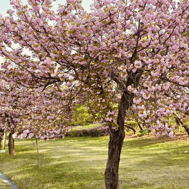 Misa lake Park: Where Spring Unfolds in Double Bloom