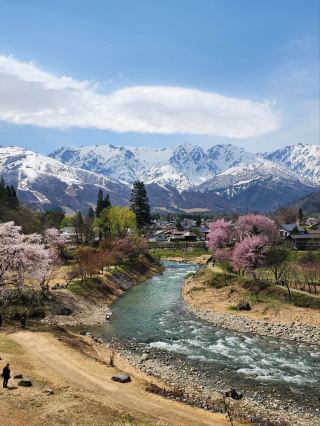 Hakuba Village Sakura | Where Blossoms Meet Snowy Peaks