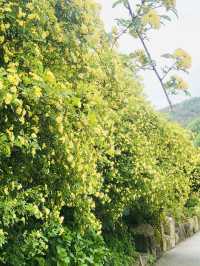 Discovering Rosa Banksiae Magic at "Rising Bloom"