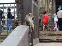 Caught in a monkey —only in Lopburi