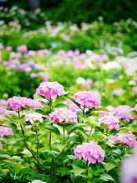 【千葉】1万株以上の紫陽花 メディアにもとりあげられる大人気紫陽花スポット！