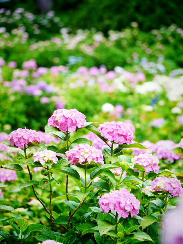 【千葉】1万株以上の紫陽花 メディアにもとりあげられる大人気紫陽花スポット！
