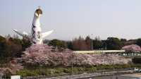 🌸 Expo '70 Park: Osaka's Secret Sakura Wonderland! 🌸