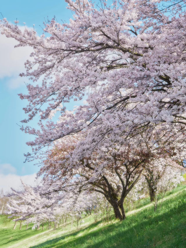 Bern, Switzerland｜Blossoms on the Hills, Yoshino in Full Bloom