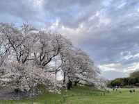 Negishi Forest Park in Cherry Blossom Season: A Hidden Gem in Yokohama