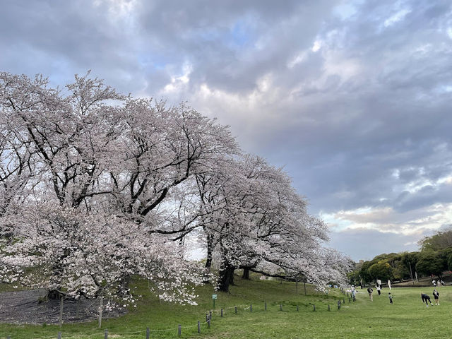 Negishi Forest Park in Cherry Blossom Season: A Hidden Gem in Yokohama