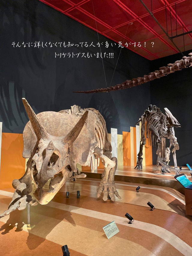 本物の化石に触れちゃう！？いわき市石炭・化石館ほるる