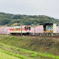 “Rails Through Petals: Discovering Cherry Blossoms Along the Matsuura Railway”