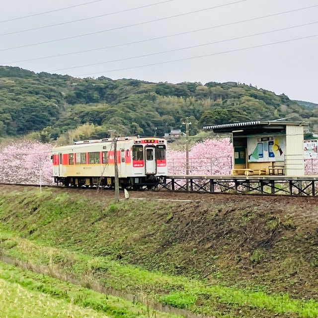 “Rails Through Petals: Discovering Cherry Blossoms Along the Matsuura Railway”