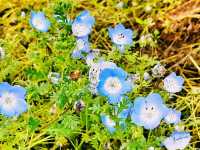 Hitachi Seaside Park: A Floral Wonderland in Ibaraki, Japan