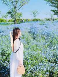 Nemophila-Công viên ven biển Maishima