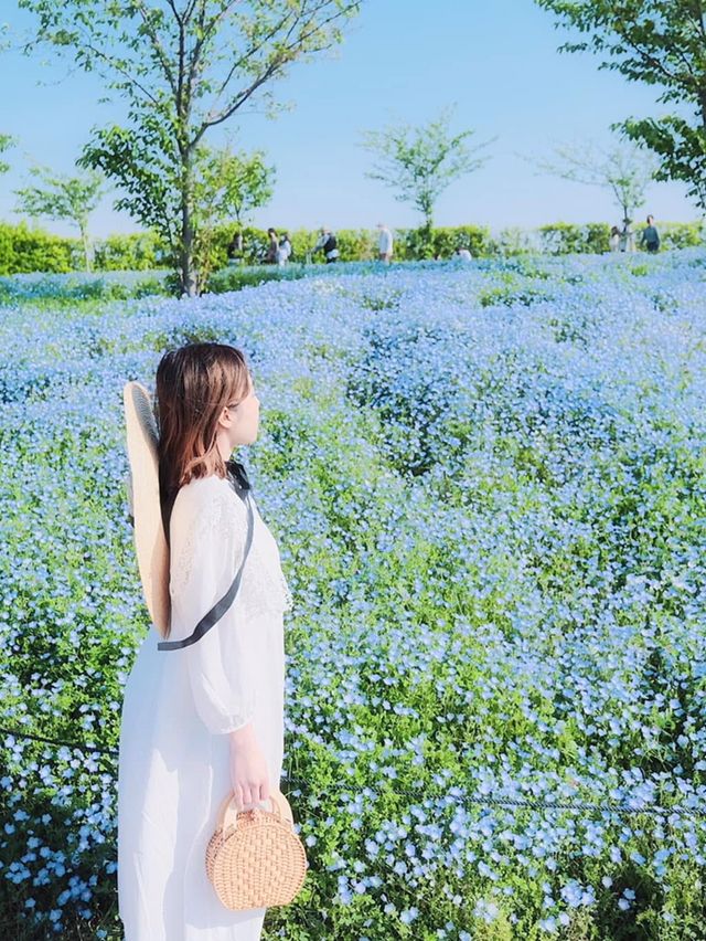 Nemophila-Công viên ven biển Maishima