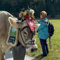 A Celebration of Alpine Tradition: My Day at the Alpabfahrt in Switzerland