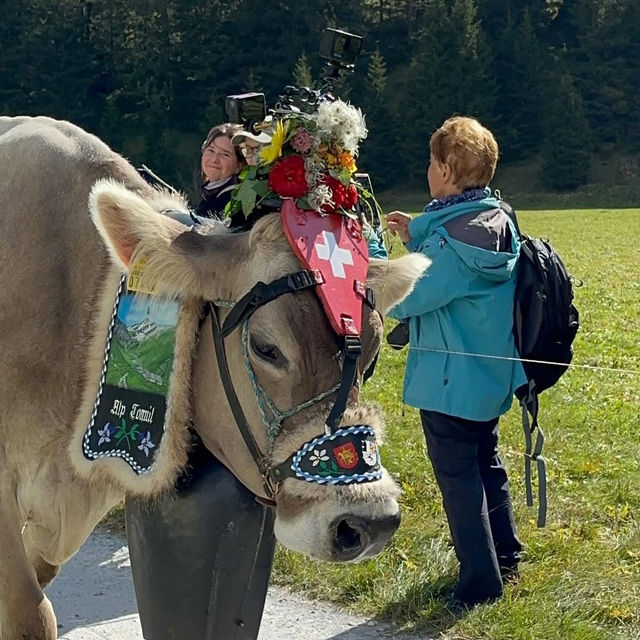 A Celebration of Alpine Tradition: My Day at the Alpabfahrt in Switzerland