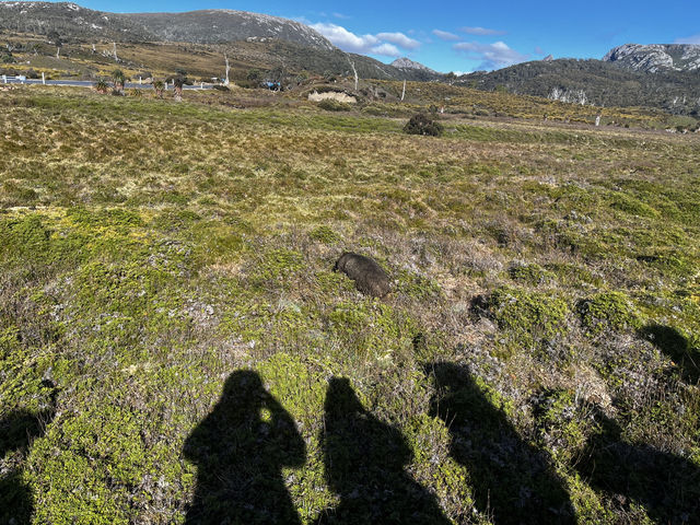 Discover the scenic view & wombats sightings at Cradle Mountain Ronny Creek walk