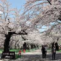  A Springtime Escape at Tsuruga castle