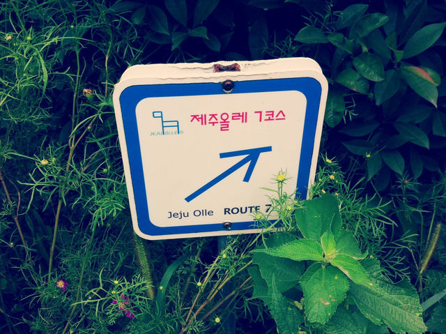 제주에서 꼭 한 번은 걸어봐야 할 힐링 여행 코스 🌿