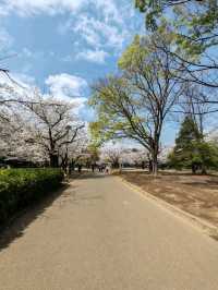Beautiful Sakuras At Yoyogi Park