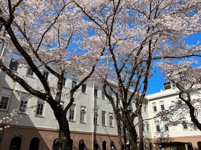 徜徉在百年校舍的櫻花漫開---仙台東北大學