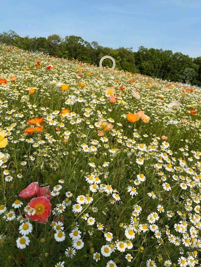 Just Pure Flower Happiness