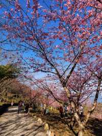 南部最早開花的寶山二集團櫻花公園！