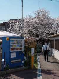 🌸 Spring Exchange | An Afternoon in Wakayama City