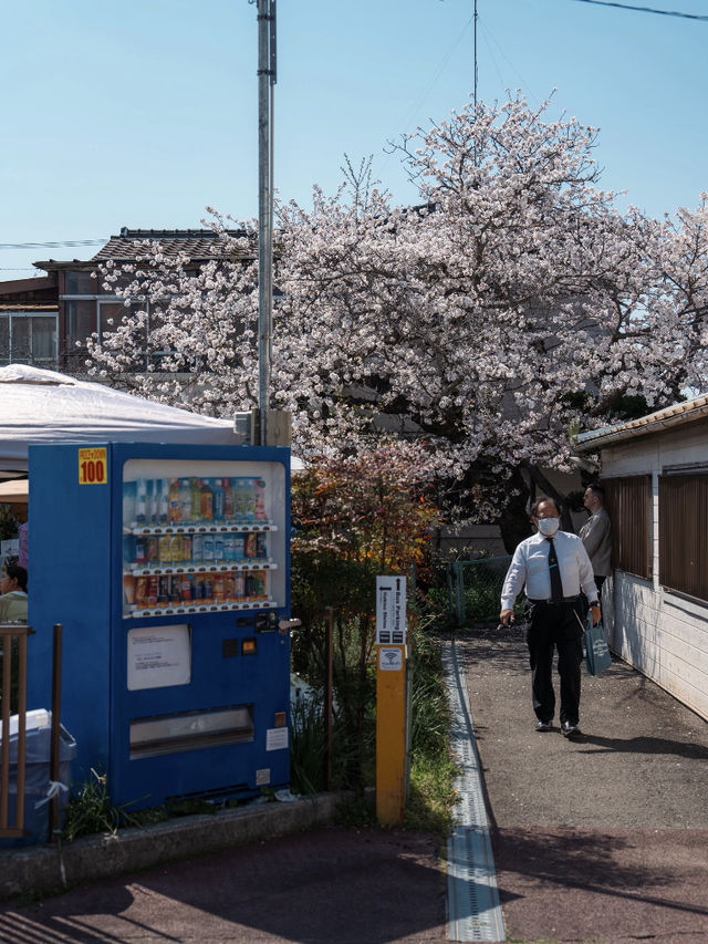 🌸 Spring Exchange | An Afternoon in Wakayama City