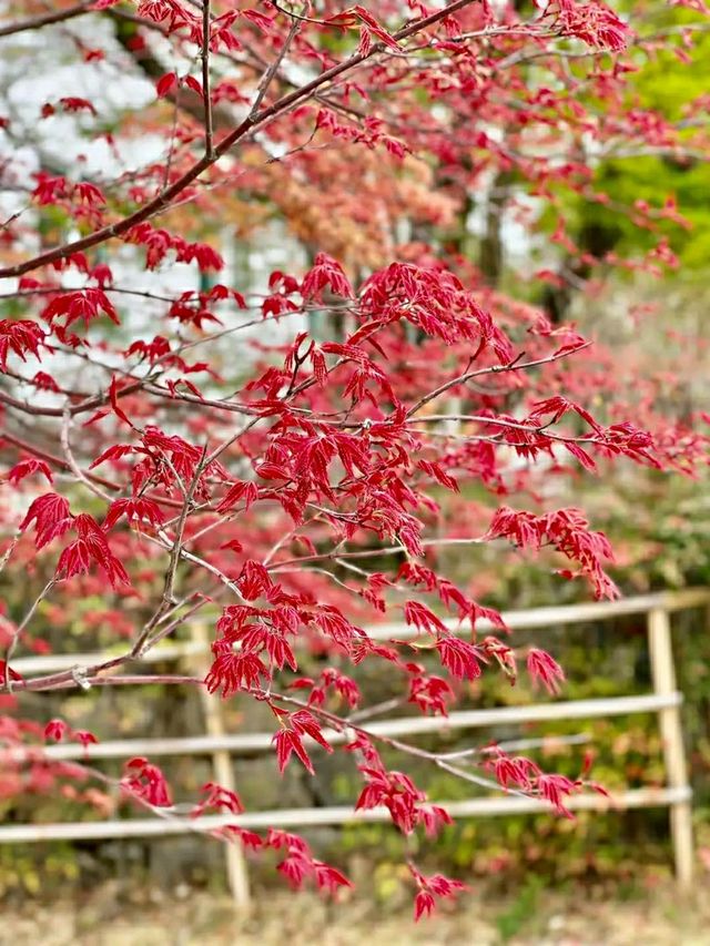 Gwangju: A Quiet Bloom in Korea’s Artistic SoulLocation: Gwangju, South Korea