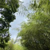雲之南道步道｜茶園與竹林交織的療癒健行路線