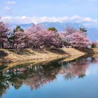 Cherry Blossoms and Riverbank Strolls Done Right