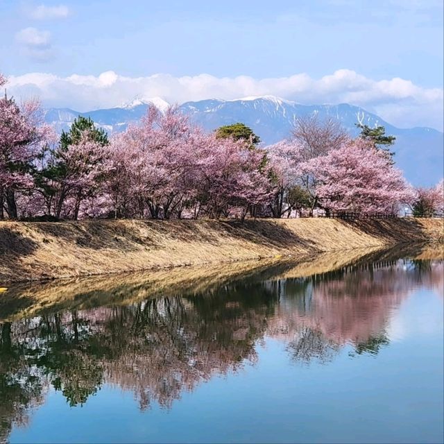Cherry Blossoms and Riverbank Strolls Done Right