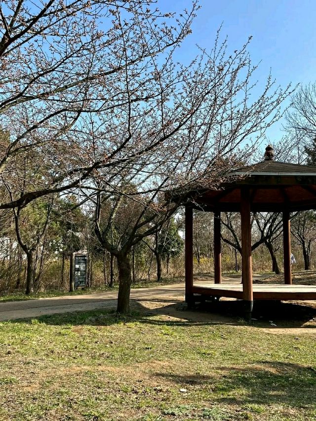 Springtime Serenity in Incheon: Cherry Blossoms by the Water