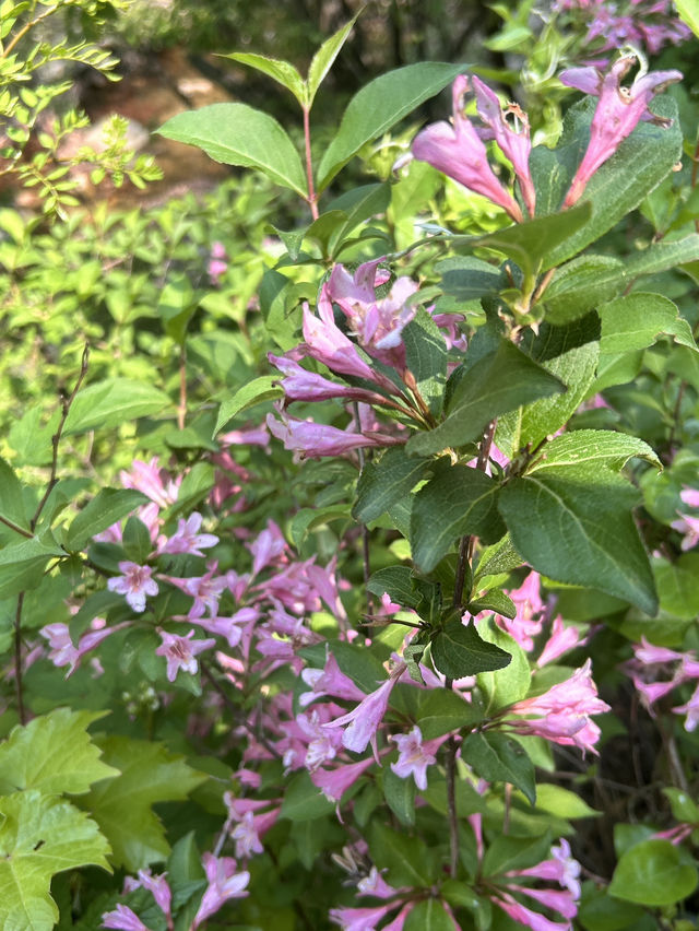 삼막사 등산하며 생태조사~
