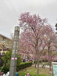 Pink Petals & Ancient Stones: Cherry Blossoms at Zhou Wangcheng Square