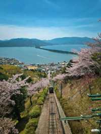 Kasamatsu Park: Cherry Blossom Magic Over Amanohashidate