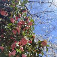 Tokyo Spring Moments