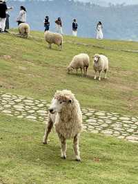 ฟาร์มในฝันที่มีมากกว่าความสวย…🌾🐑