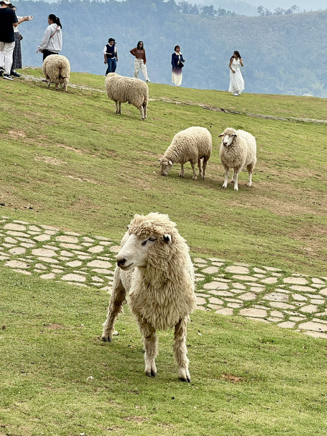 ฟาร์มในฝันที่มีมากกว่าความสวย…🌾🐑