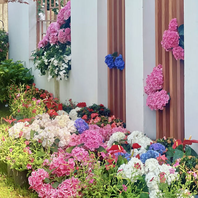～繡球花下～東莞人民公園～