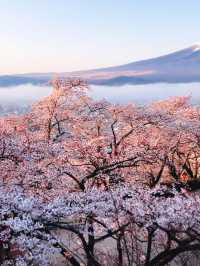 Petals, Pagoda & Peak – The Ultimate Sakura Postcard