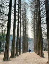 Nami Island: A Serene Escape