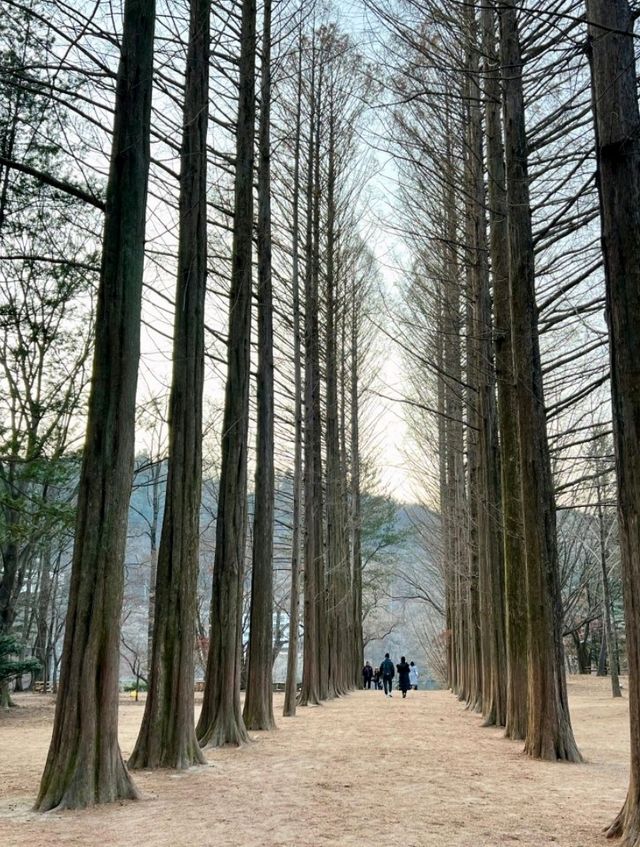 Nami Island: A Serene Escape