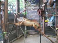 Farm in the City : An Urban Oasis of Animal Encounters
